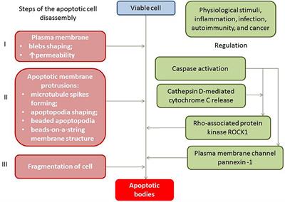 Extracellular Endothelial Cell-Derived Vesicles: Emerging Role in Cardiac and Vascular Remodeling in Heart Failure